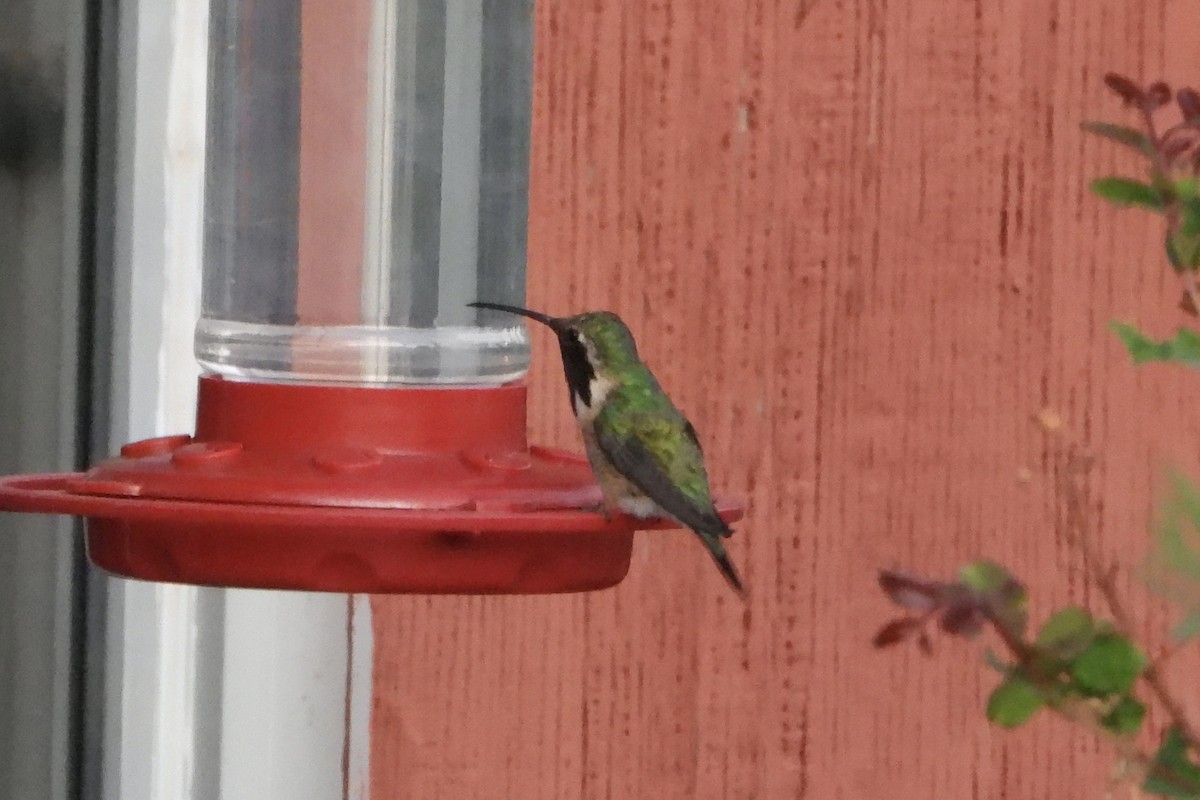 Lucifer Hummingbird - ML636150003