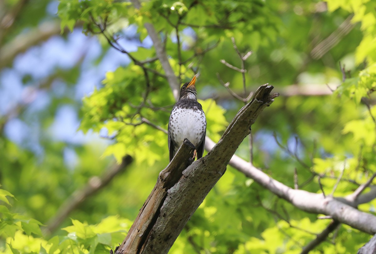 Japanese Thrush - ML636150063