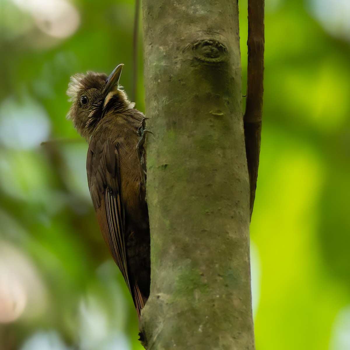 Tawny-winged Woodcreeper - ML636150075