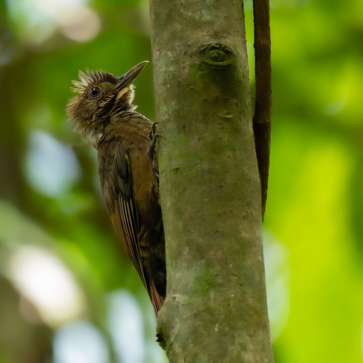 Tawny-winged Woodcreeper - ML636150076