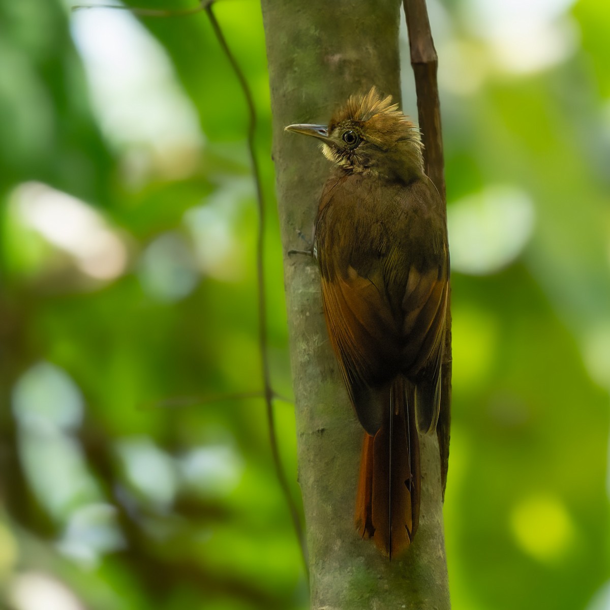 Tawny-winged Woodcreeper - ML636150077