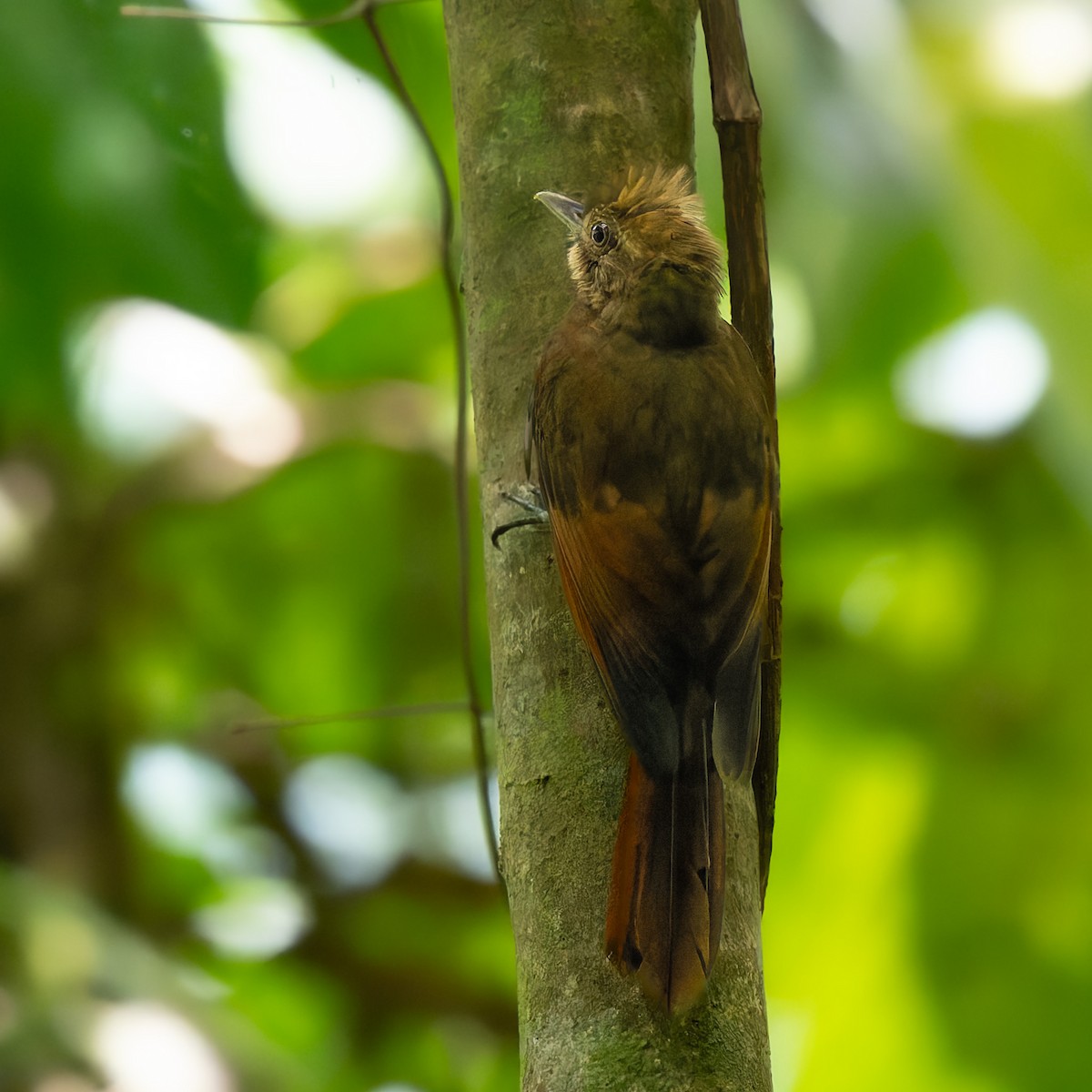 Tawny-winged Woodcreeper - ML636150079