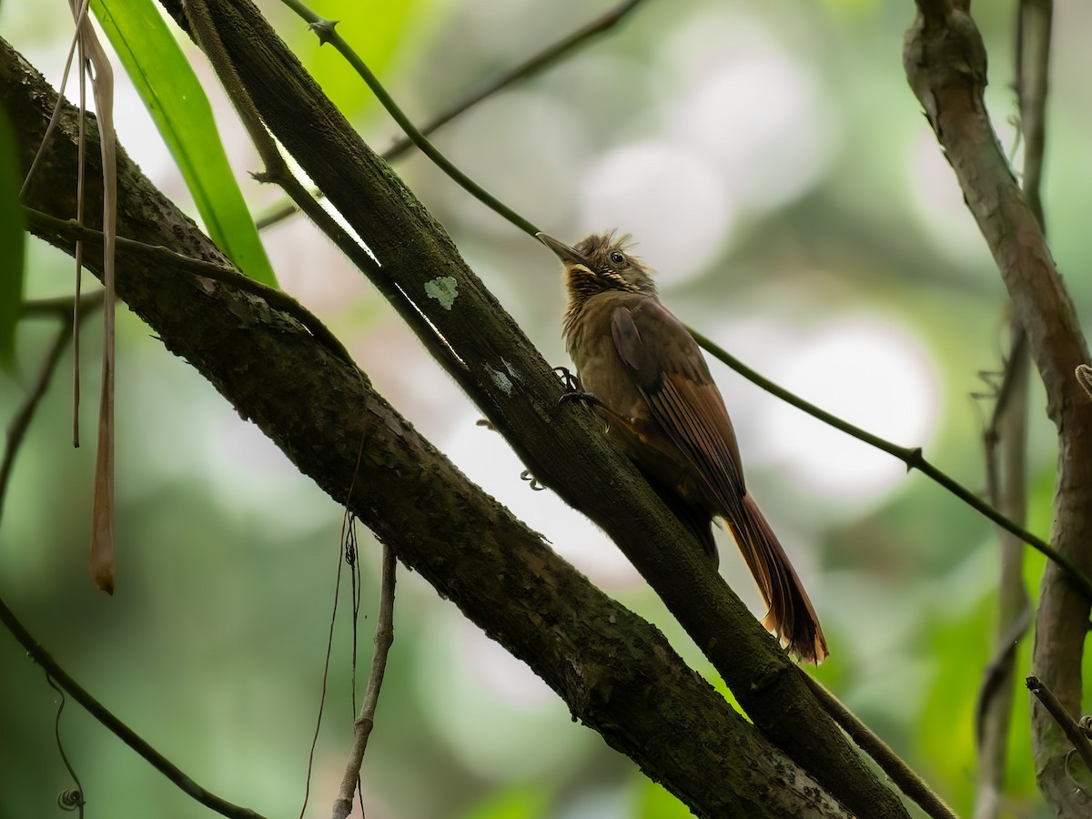 Tawny-winged Woodcreeper - ML636150080