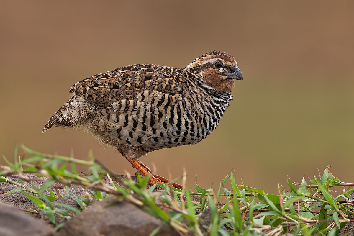 křepelka skalní - ML636150144