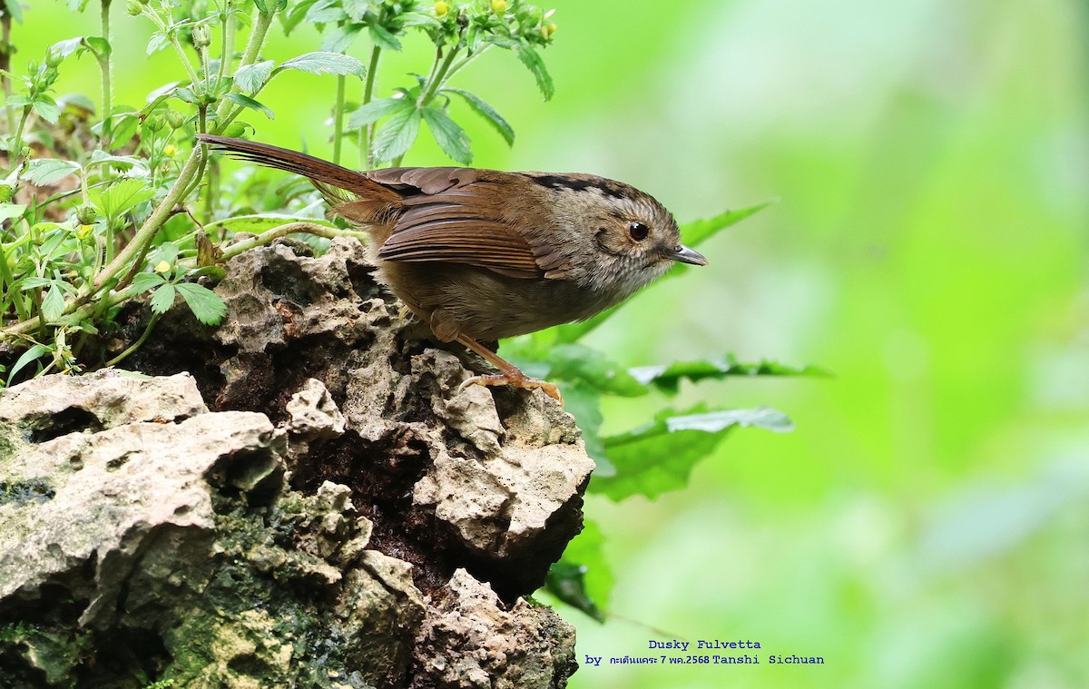 Dusky Fulvetta - ML636150241