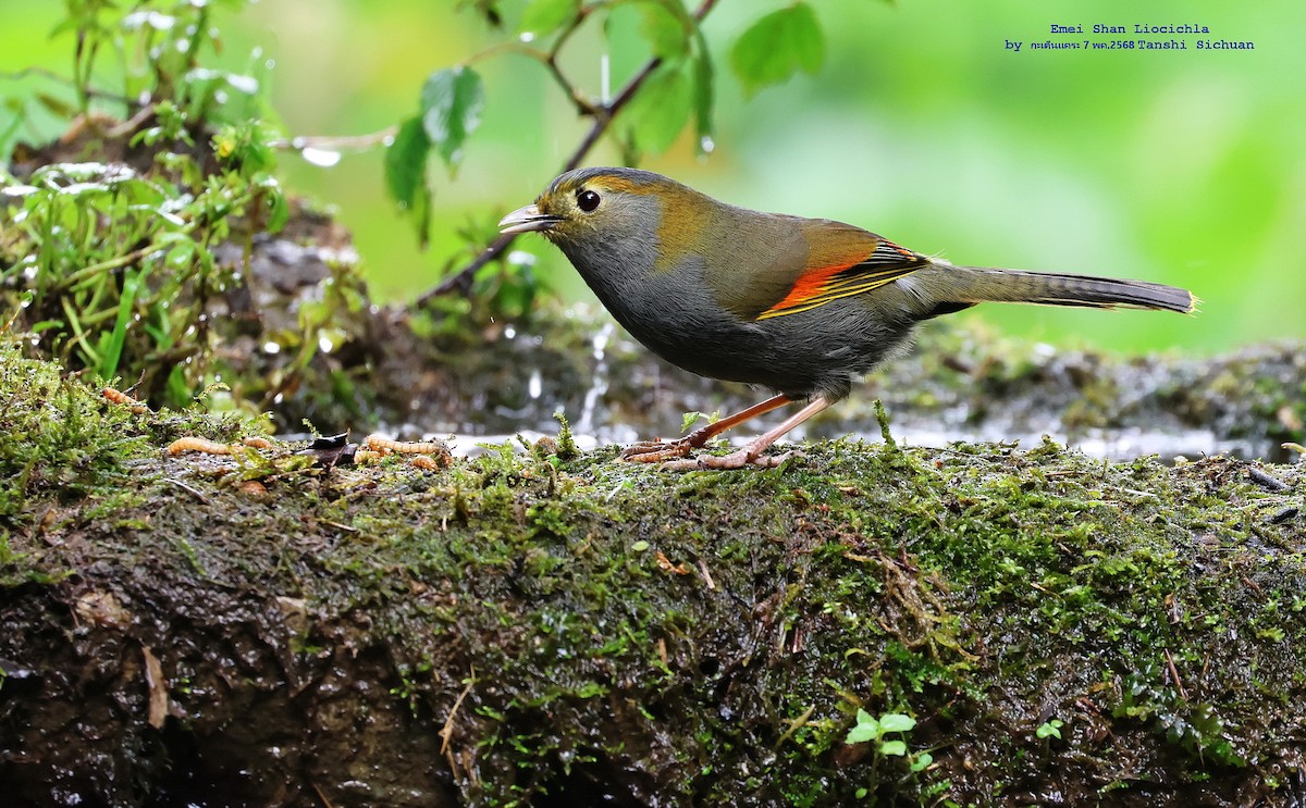 Emei Shan Liocichla - ML636150254