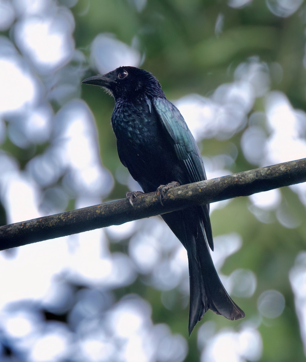 Palawan Drongo - ML636150255