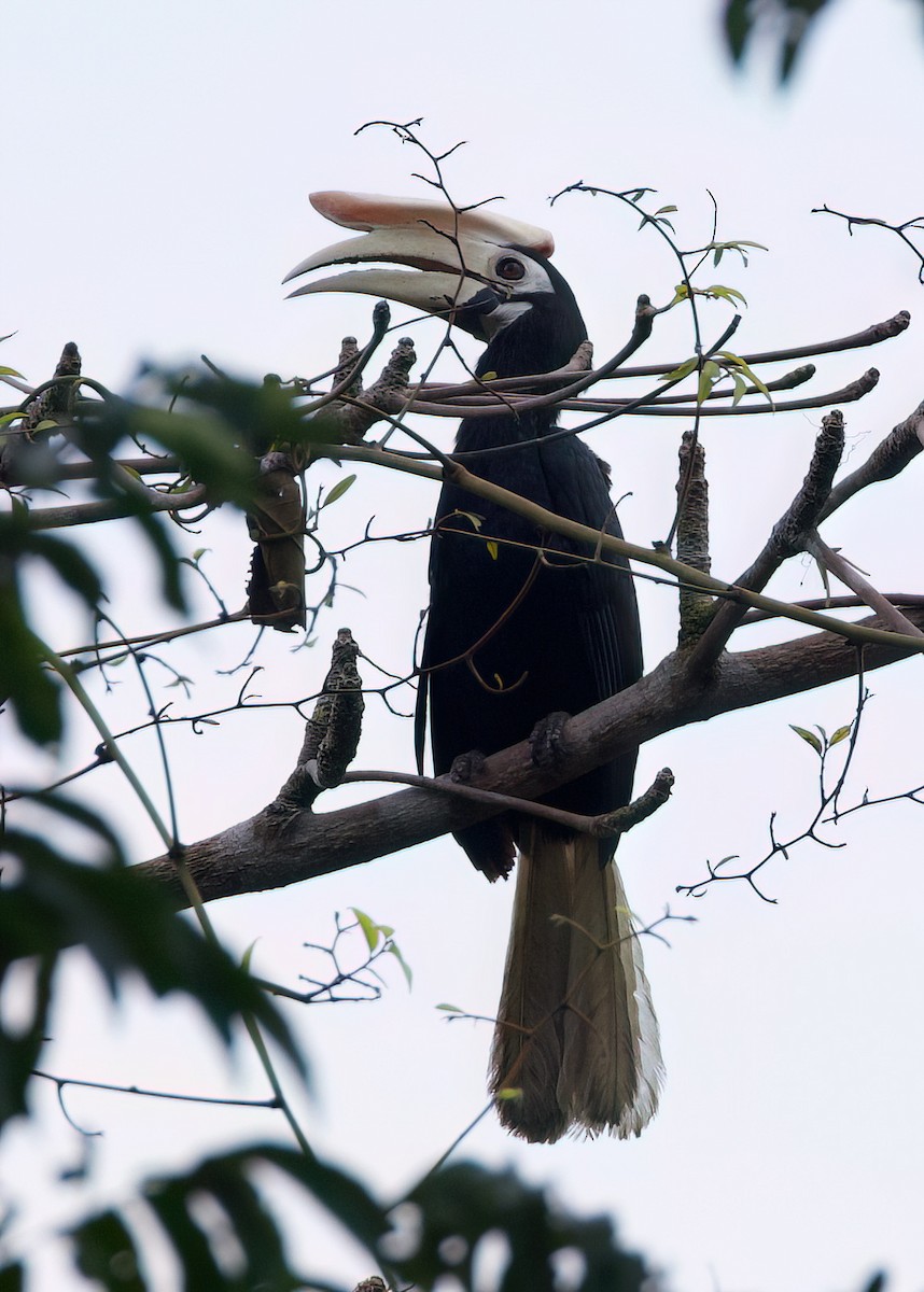 Palawan Hornbill - ML636150329
