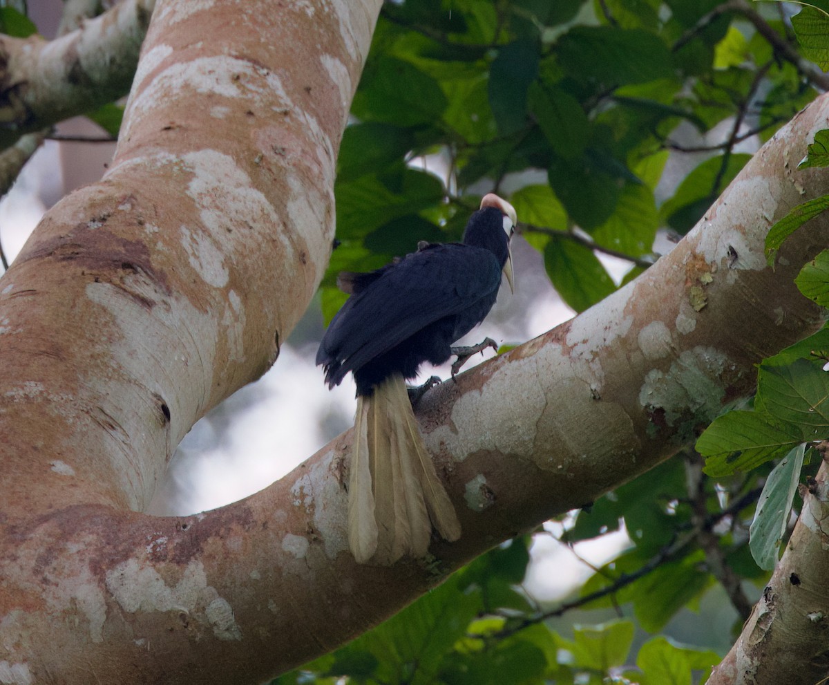 Palawan Hornbill - ML636150331