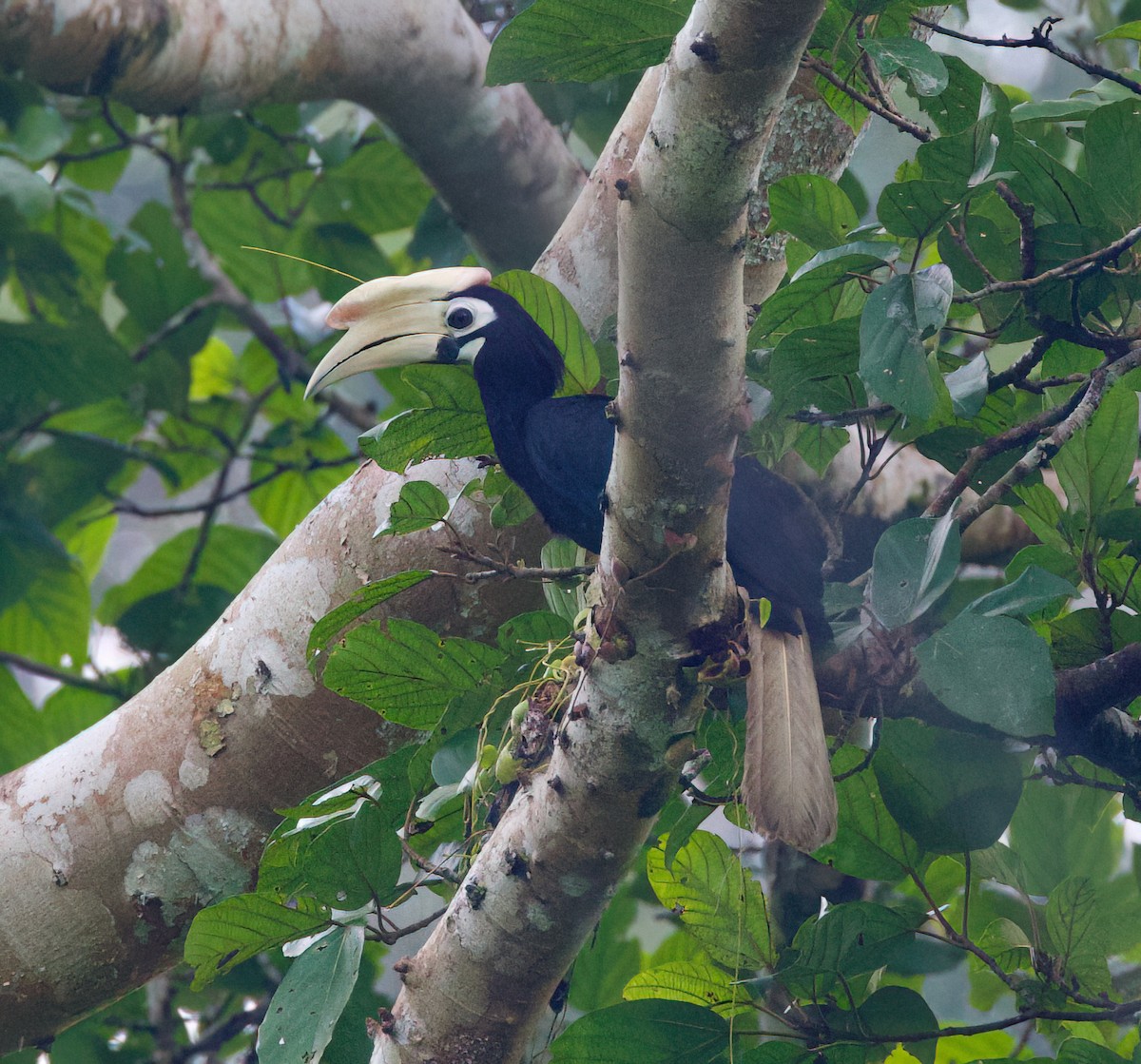 Palawan Hornbill - ML636150332
