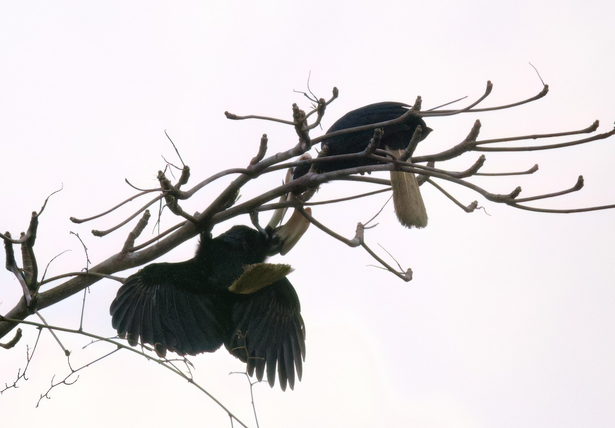 Palawan Hornbill - ML636150333
