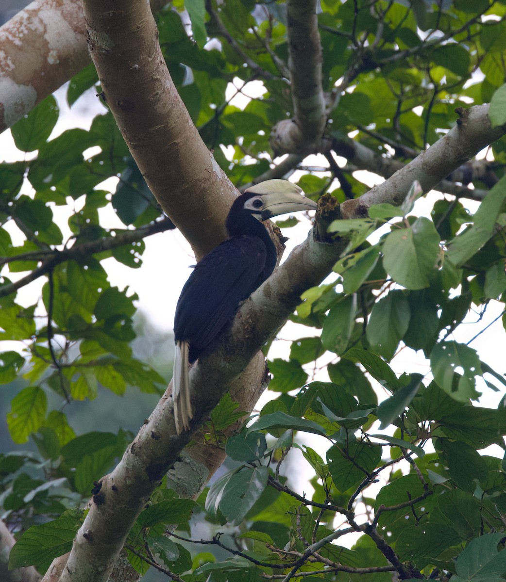 Palawan Hornbill - ML636150334