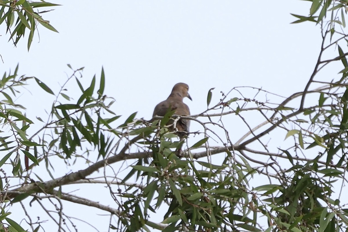 Sunda Collared-Dove - ML636150352