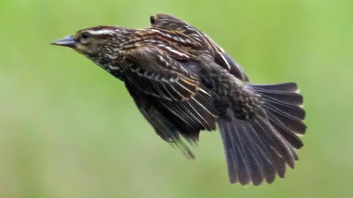 Red-winged Blackbird - ML636150441