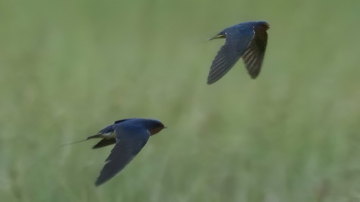 Barn Swallow - ML636150443
