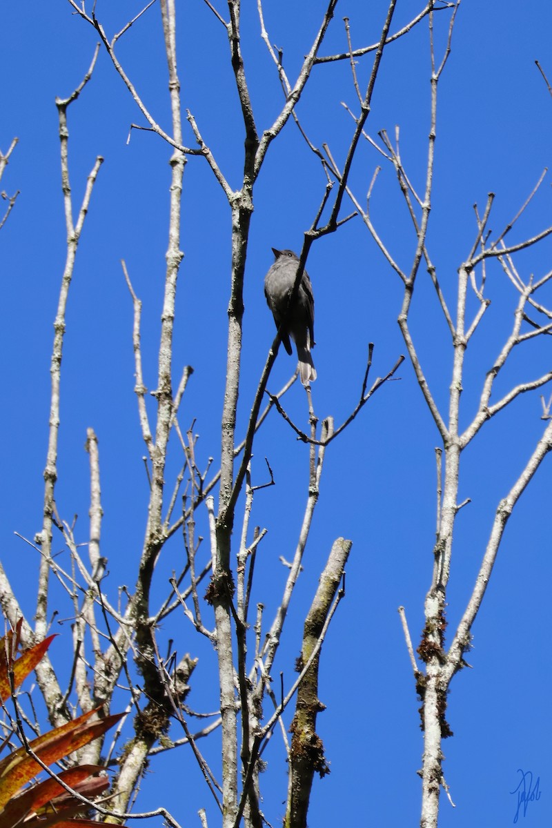 Smoke-colored Pewee - ML636150522