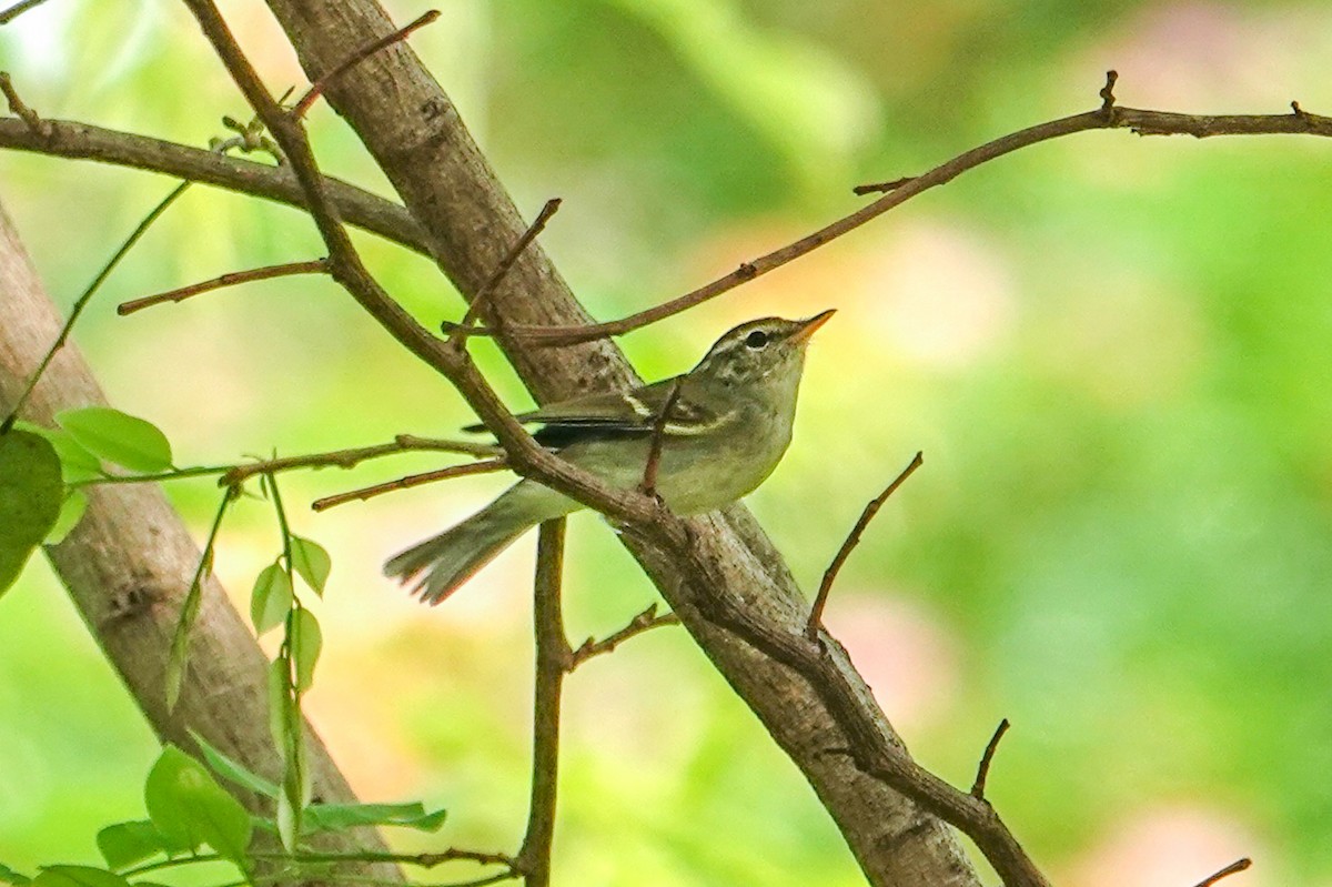 Two-barred Warbler - ML636150644