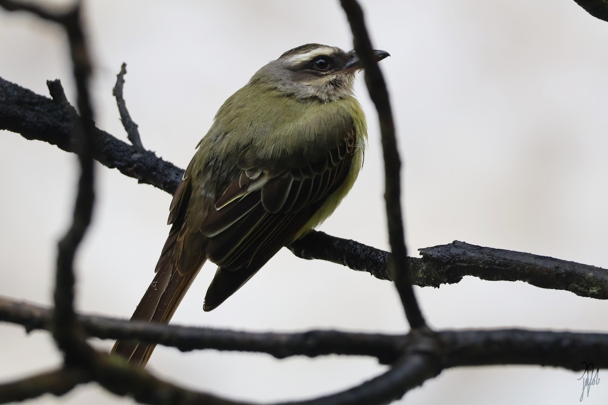 Golden-crowned Flycatcher - ML636150838