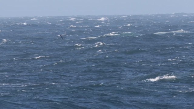 Manx Shearwater - ML636151034