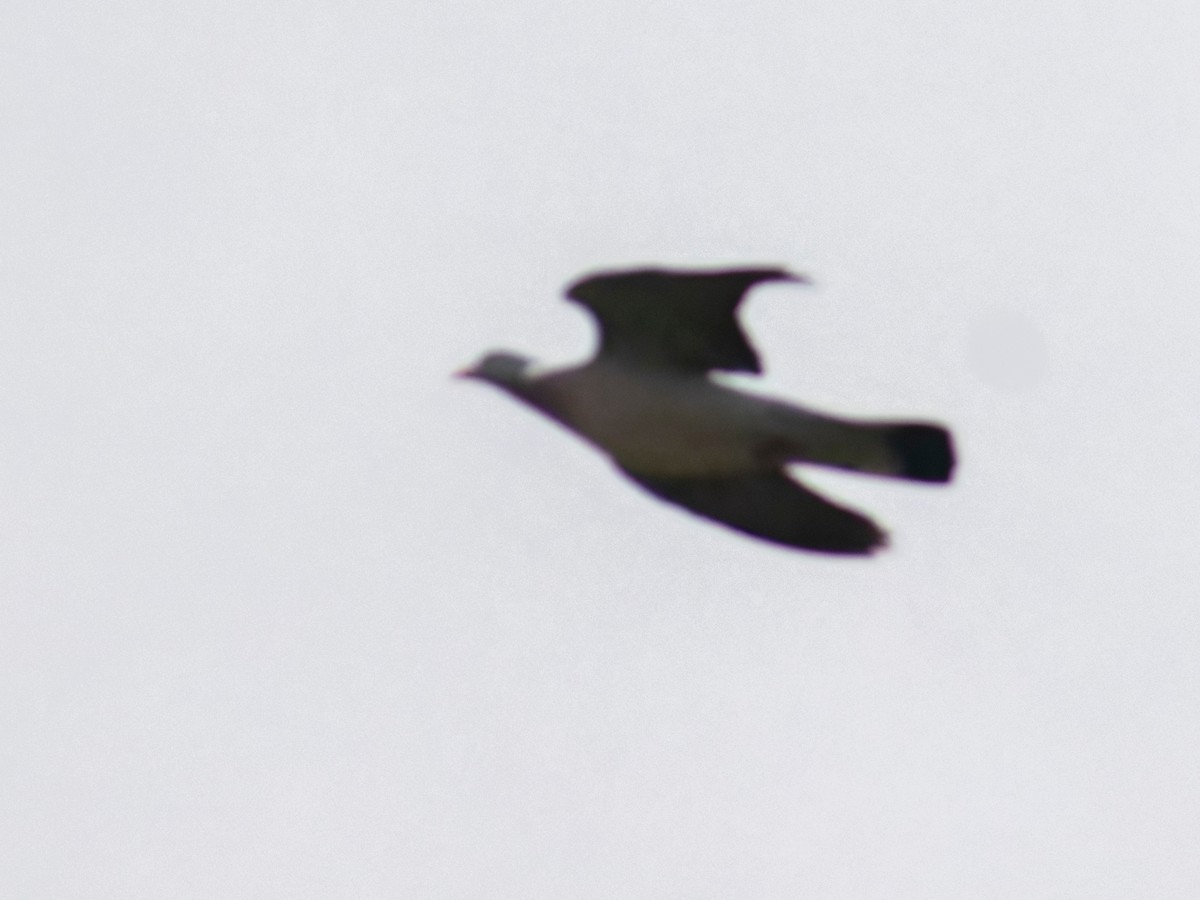 Common Wood-Pigeon - ML636151117