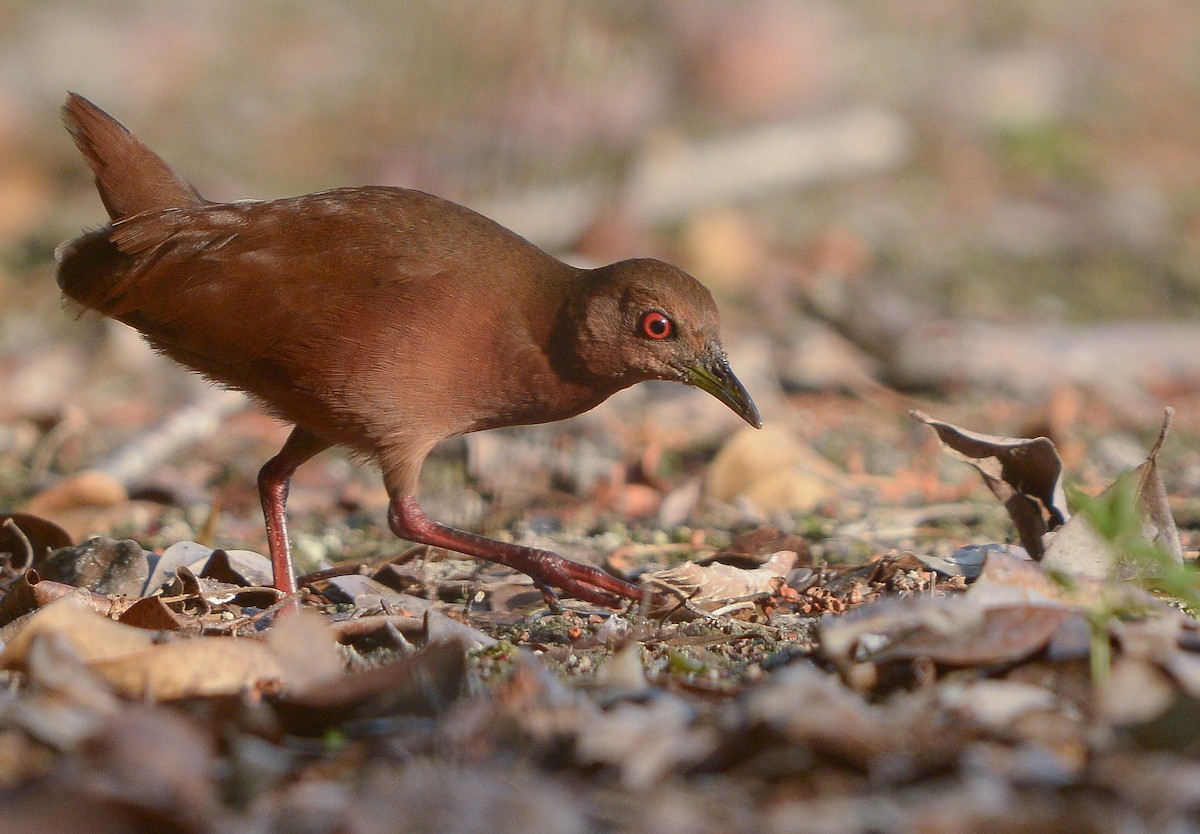 Uniform Crake - ML636151206
