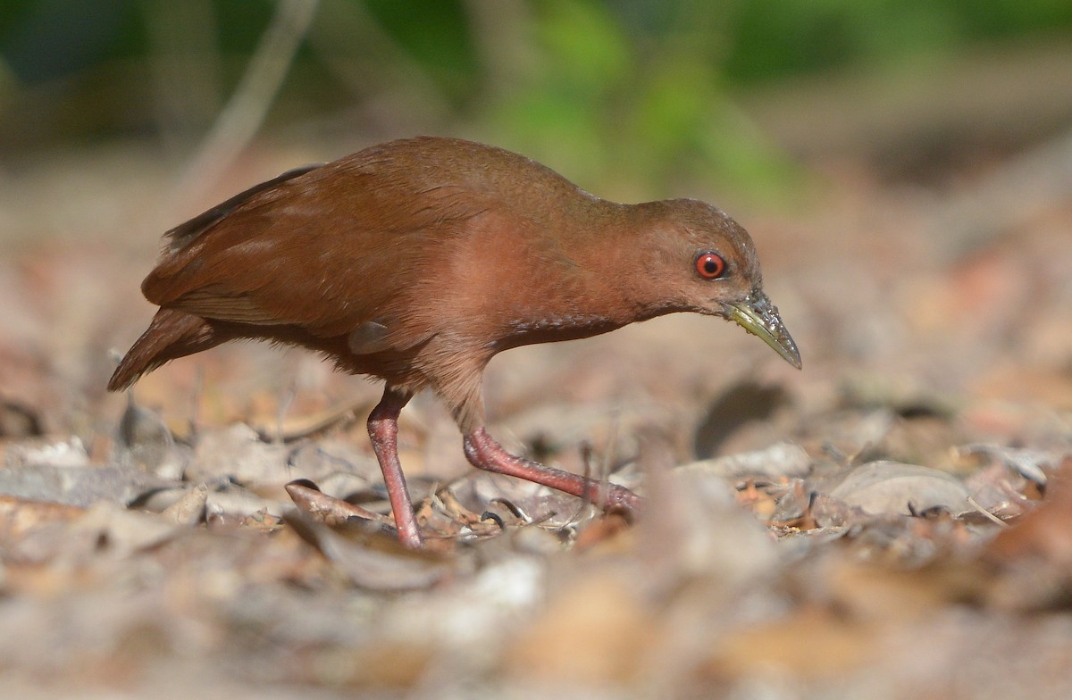 Uniform Crake - ML636151255
