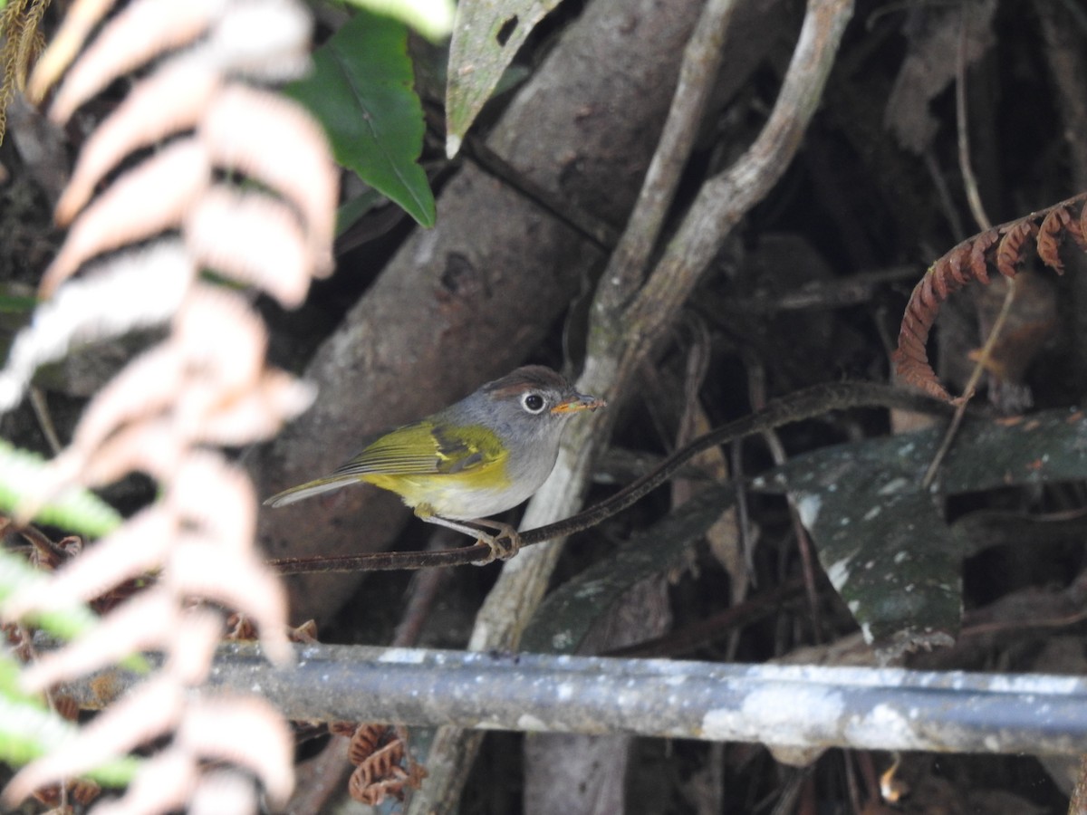 Chestnut-crowned Warbler - ML636151264