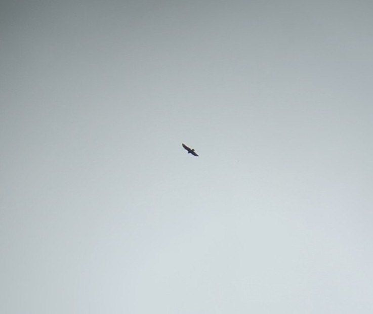 Buteo sp. - ML636151394