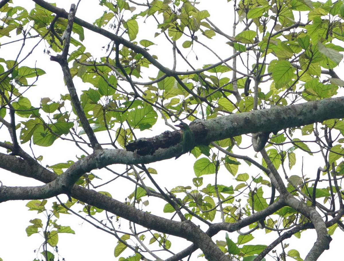 Blue-eared Barbet - ML636151495
