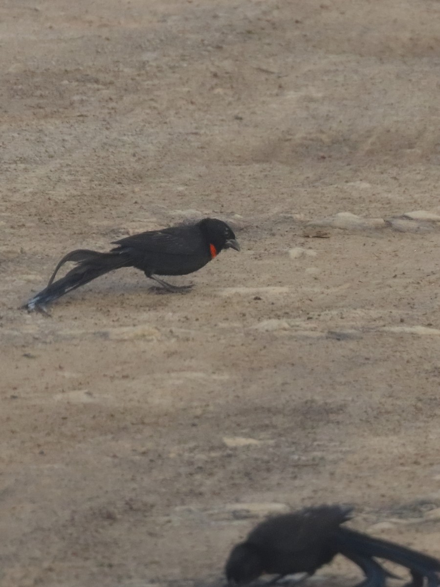 Red-collared Widowbird - ML636151500