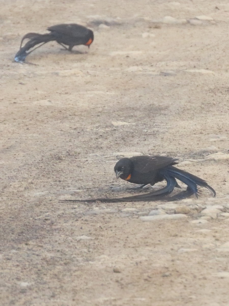 Red-collared Widowbird - ML636151501