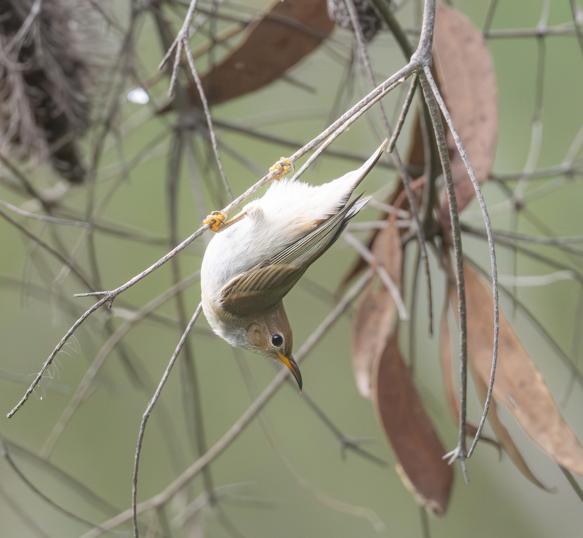 Scarlet Myzomela - ML636151507