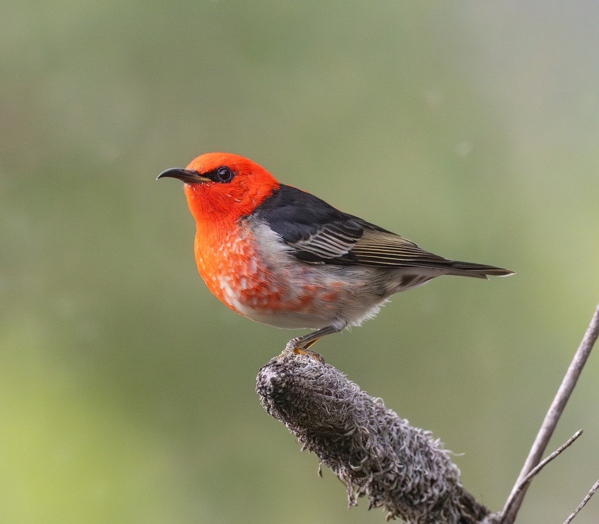 Scarlet Myzomela - ML636151508