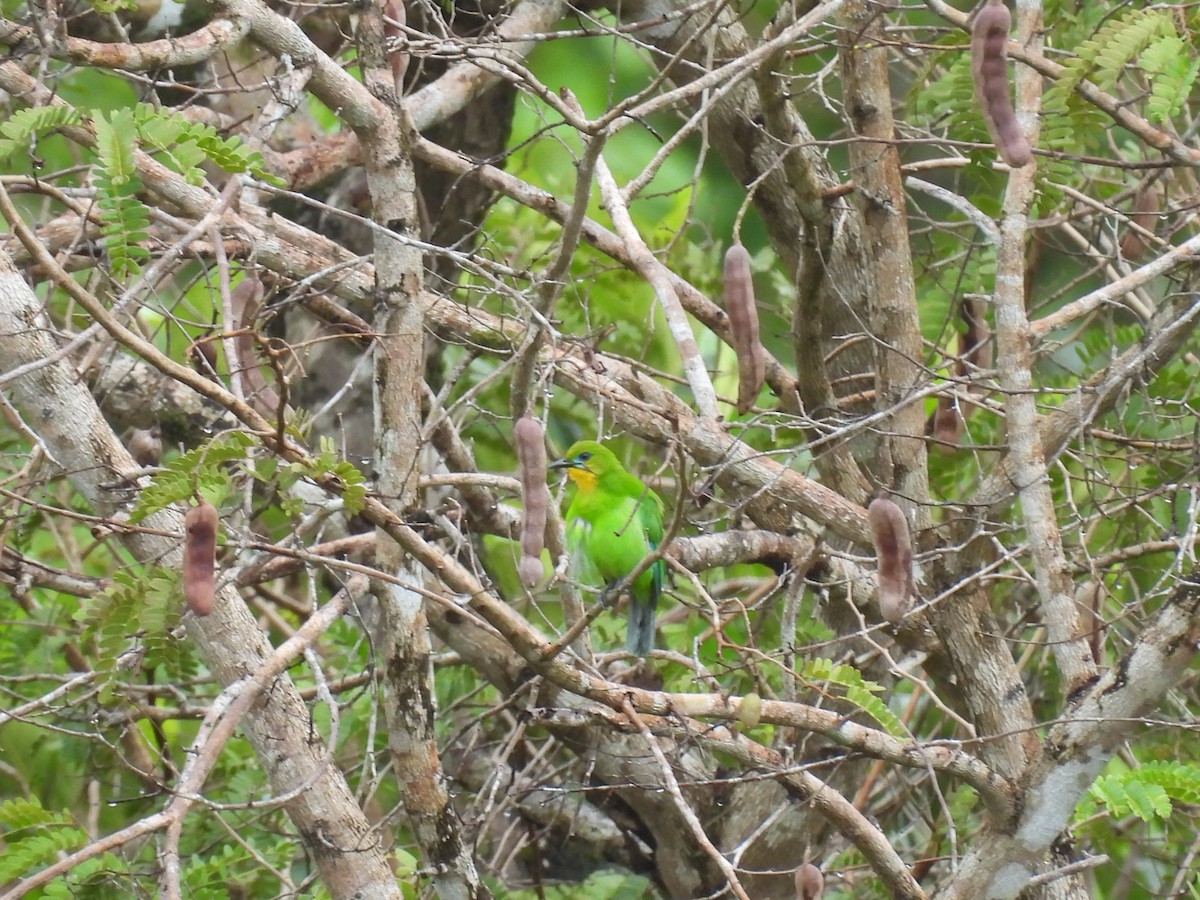 Yellow-throated Leafbird - ML636151517