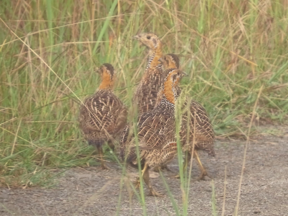 Red-winged Francolin - ML636151520
