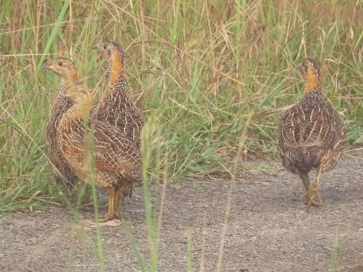 Red-winged Francolin - ML636151521