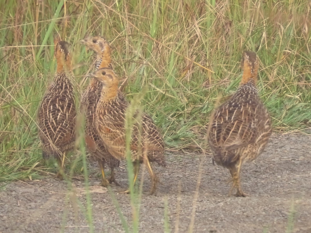 Red-winged Francolin - ML636151522