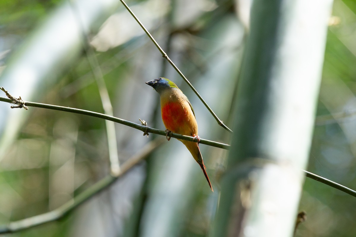 Pin-tailed Parrotfinch - ML636151523