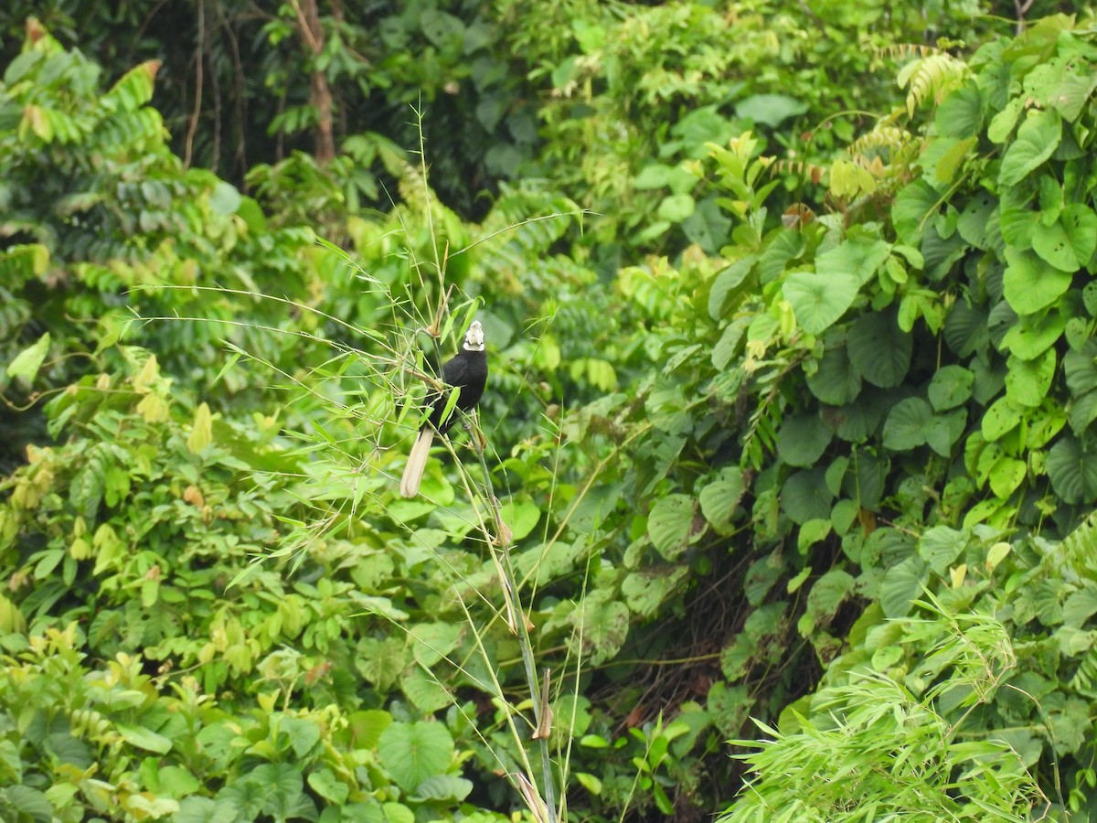 Palawan Hornbill - ML636151536