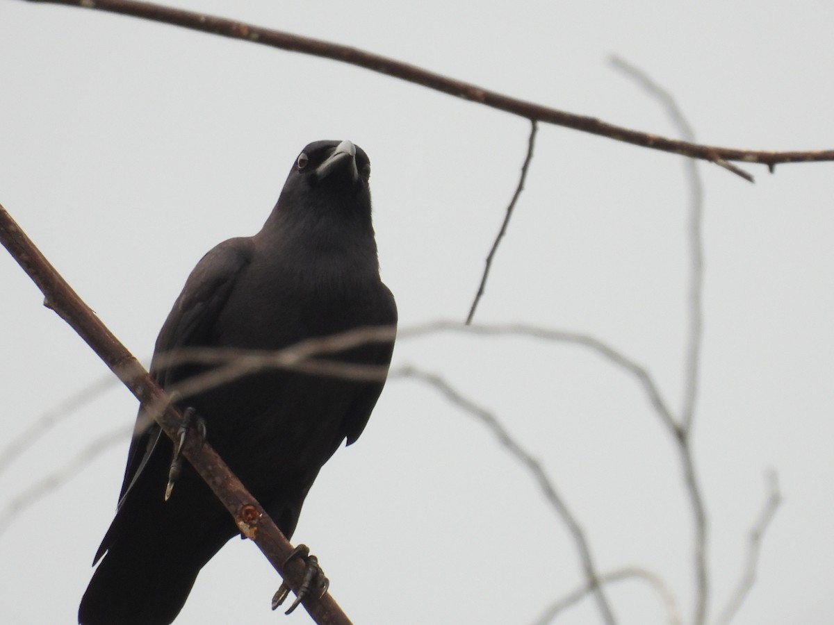 Palawan Crow - ML636151591
