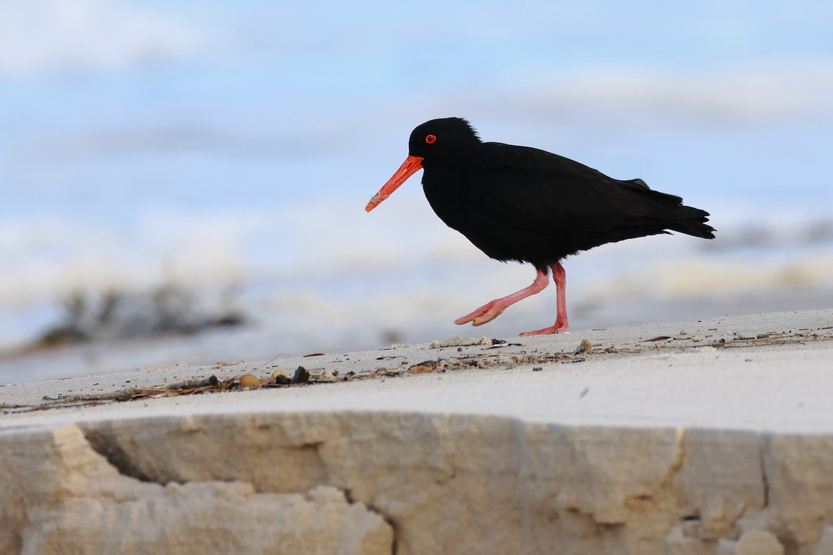 Sooty Oystercatcher - ML636151599