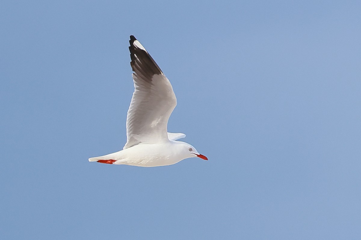Silver Gull - ML636151621