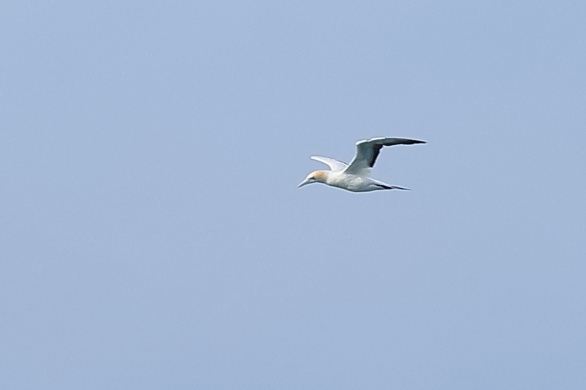 Australasian Gannet - ML636151630