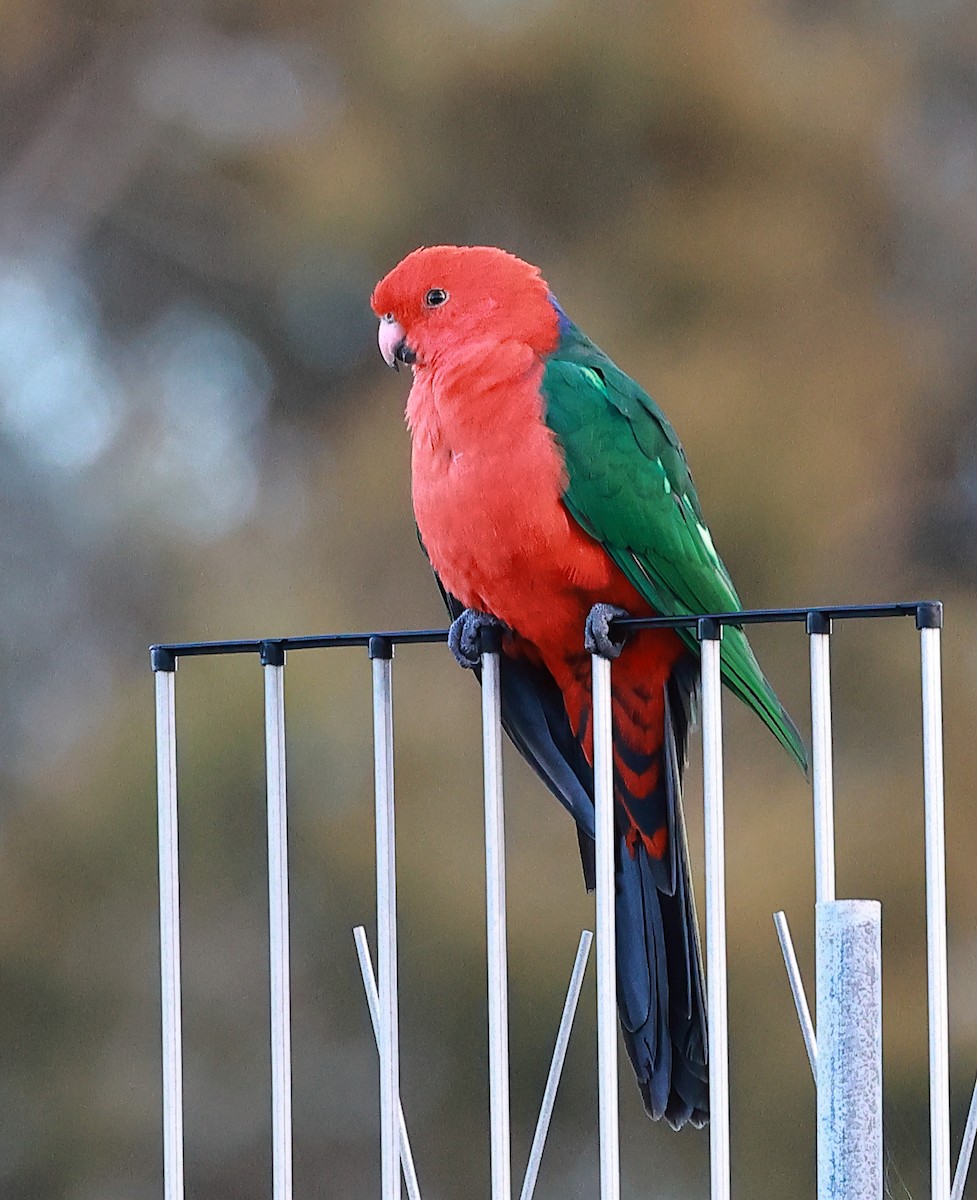 Australian King-Parrot - ML636151639