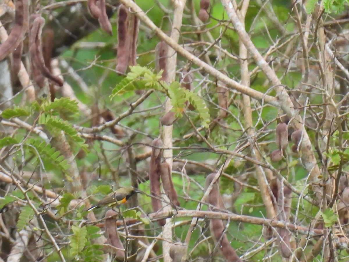 Palawan Sunbird - ML636151672