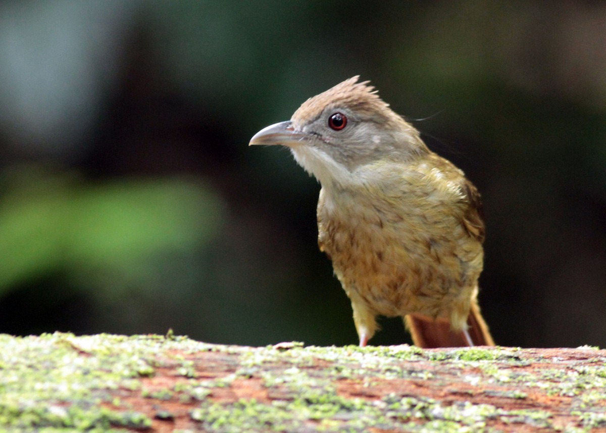 Gray-cheeked Bulbul - ML636151735