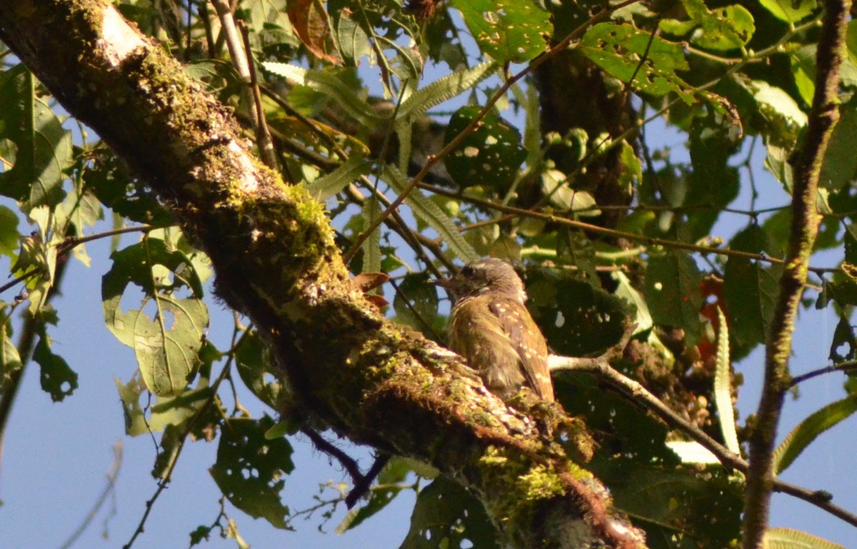 Sulawesi Pygmy Woodpecker - ML636151789