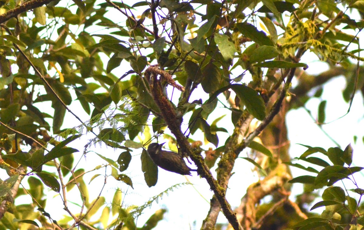 Sulawesi Pygmy Woodpecker - ML636151790