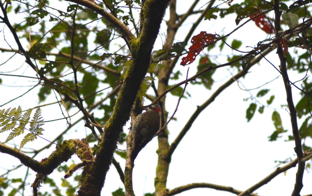 Sulawesi Pygmy Woodpecker - ML636151791