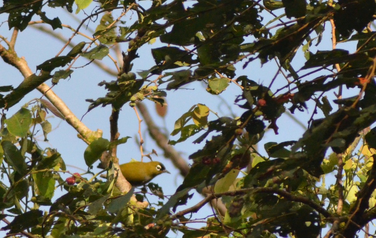 Lemon-bellied White-eye - ML636151800
